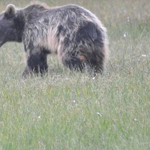 Brown Bear - Alaska