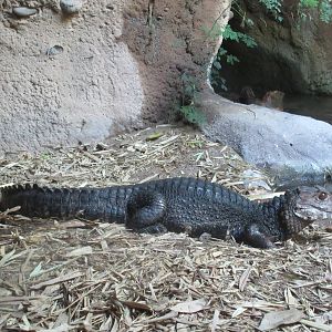 Dwarf Caiman