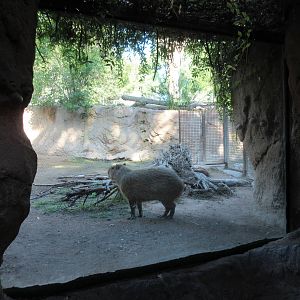 Capybara Exhibit - Viewing Window