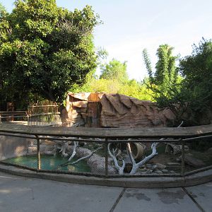 African Spotted-Necked Otter Exhibit