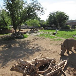 White Rhino Exhibit