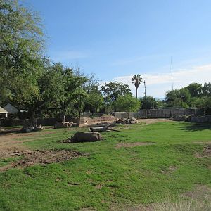 White Rhino Exhibit - superb!