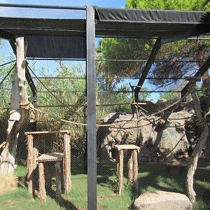 Black-and-White Ruffed Lemur Exhibit