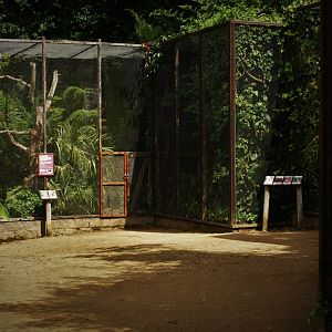 Sunda wrinkled hornbill aviary
