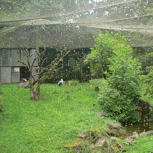 Africa Aviary