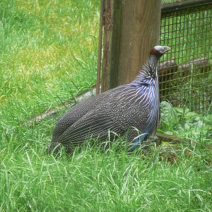Vulturine Guineafowl