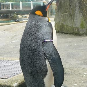 Penguin Rock- Sir Nils