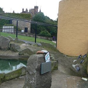 Penguin Rock- Creche