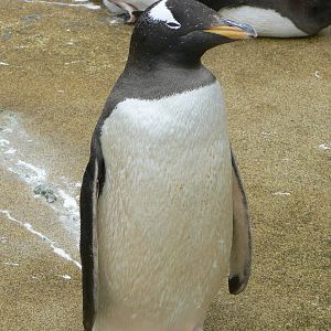 Penguin Rock- Subantarctic Gentoo Penguin