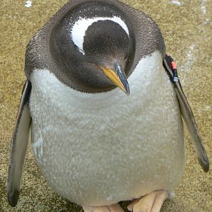 Penguin Rock- Subantarctic Gentoo Penguin