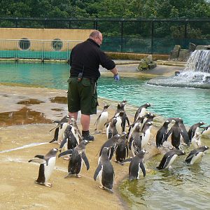 Penguin Rock- Feeding