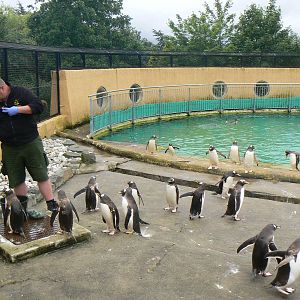 Penguin Rock- Feeding