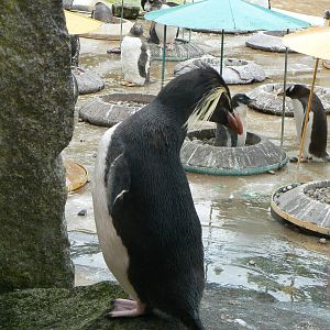 Penguin Rock- Northern Rockhopper Penguin