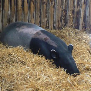 Malayan Tapir With Something Wrong