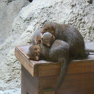 Dwarf Mongooses