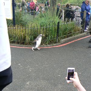 Penguin Parade