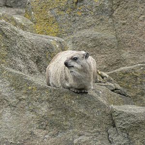 Rock Hyrax