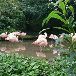 Flock Of Chilean Flamingos