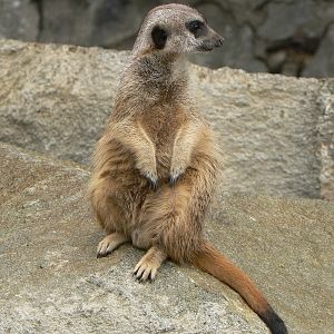 Meerkat