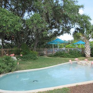 Caribbean Flamingo Exhibit