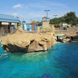 Pacific Point (New in 2015) - California Sea Lions + Harbor Seals