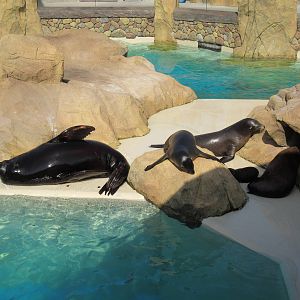 Pacific Point (New in 2015) - California Sea Lions + Harbor Seals