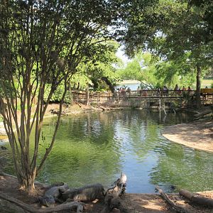 American Alligator Exhibit