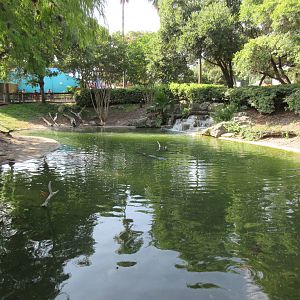 American Alligator Exhibit
