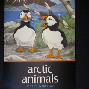 Puffin Poster
