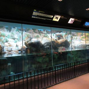 Tufted Puffin/Common Puffin/Common Murre Exhibit