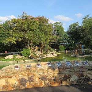 Chilean Flamingo Exhibit