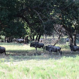 Drive-Through Safari
