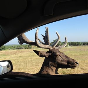 Drive-Through Safari