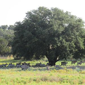 Drive-Through Safari - huge herd of Gemsbok