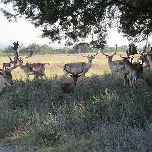 Drive-Through Safari