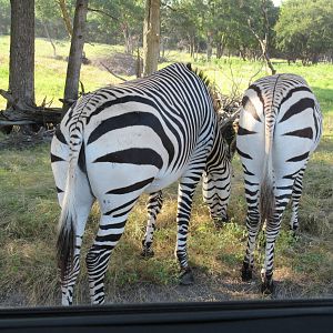 Drive-Through Safari - no two patterns are alike