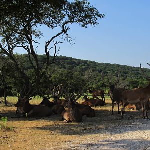 Drive-Through Safari