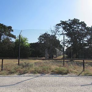 Drive-Through Safari - Cheetah Exhibit
