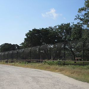 Drive-Through Safari - Cheetah Exhibit