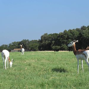 Drive-Through Safari