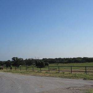Drive-Through Safari - White Rhino Exhibit