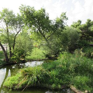 American Alligator Exhibit