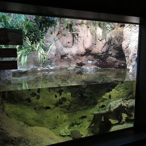 Elm Street Backyard Building - Alligator Snapping Turtle Exhibit