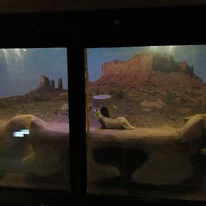 Elm Street Backyard Building - Black-Footed Ferret Exhibit
