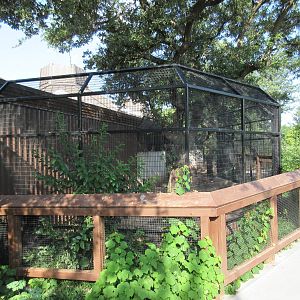 Chacoan Peccary Exhibit - side view
