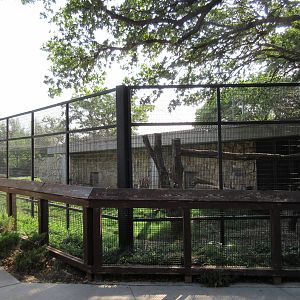 Cougar Exhibit