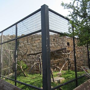 Peregrine Falcon/Red-Tailed Hawk/Swainson's Hawk/Turkey Vulture Exhibit