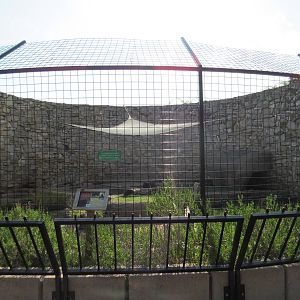 American Black Bear Exhibit