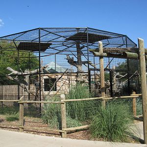 Angolan Colobus Monkey Exhibit