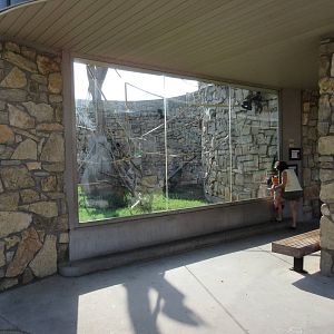 Black-Handed Spider Monkey Exhibit